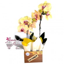 Orquídea Amarela Dia da Mulher