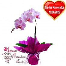 Orquídea Lilás